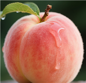 新鲜可口水蜜桃摄影图片